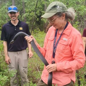 An eastern indigo snake is released into the wild.