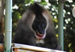 Checking in with North America’s only zoological population of drill monkeys 3 a drill monkey "smiles"