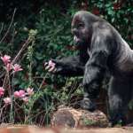 a gorilla holds a pink flower picked from a bush