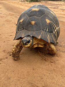 close up photo of a radiated tortoise