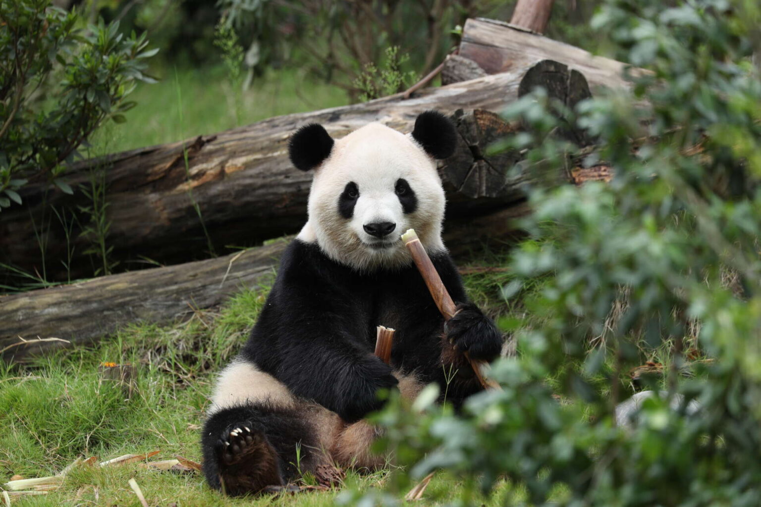 Giant panda Fu Shuang eats bamboo