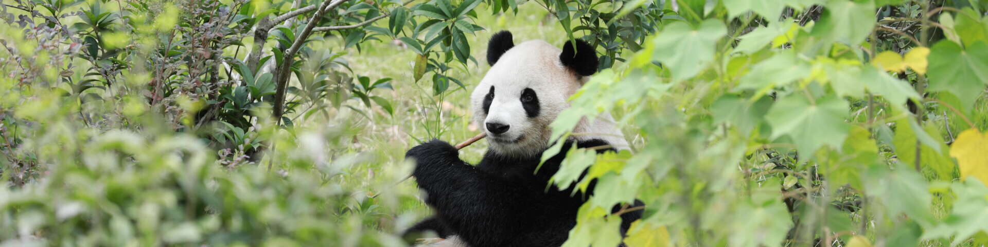 Giant panda Fu Shuang eats bamboo in a dense leafy forest.