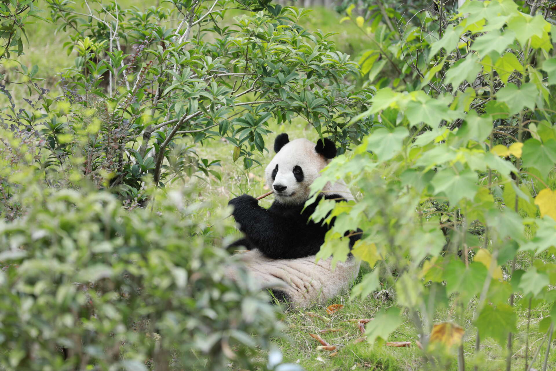 Giant panda Fu Shuang eats bamboo in a dense leafy forest.