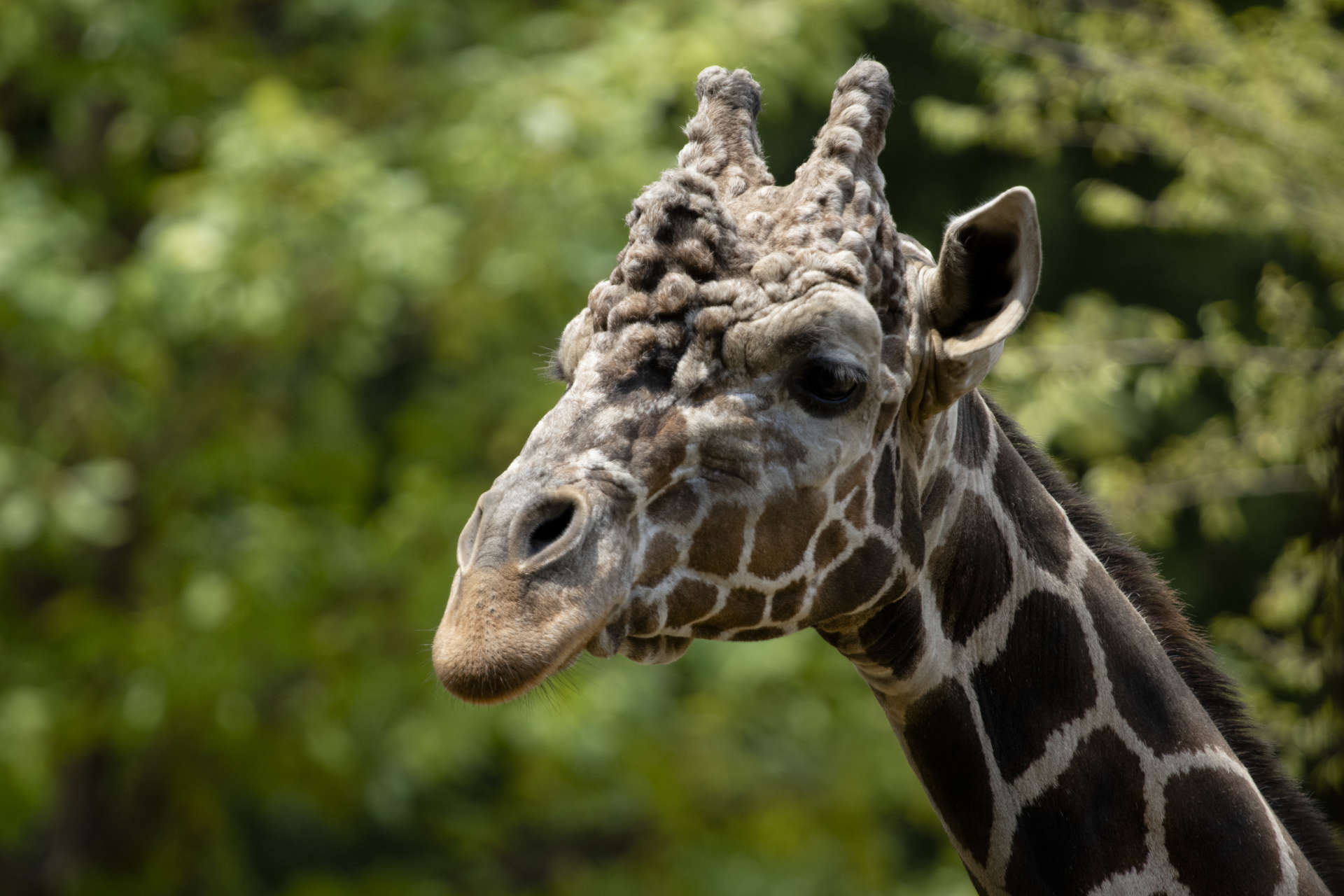 Update on Abu the giraffe - Zoo Atlanta