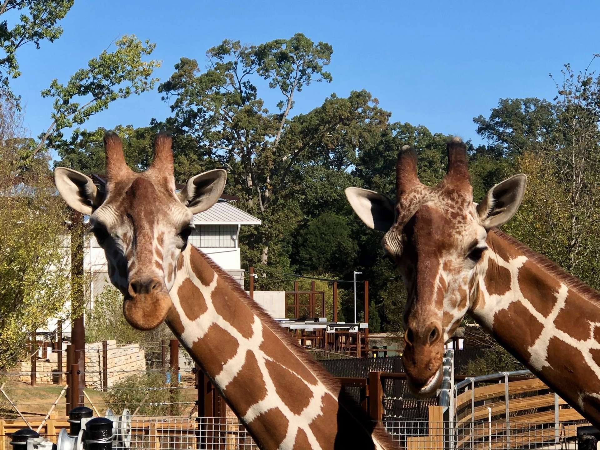 Browsing With The Giraffes - Zoo Atlanta