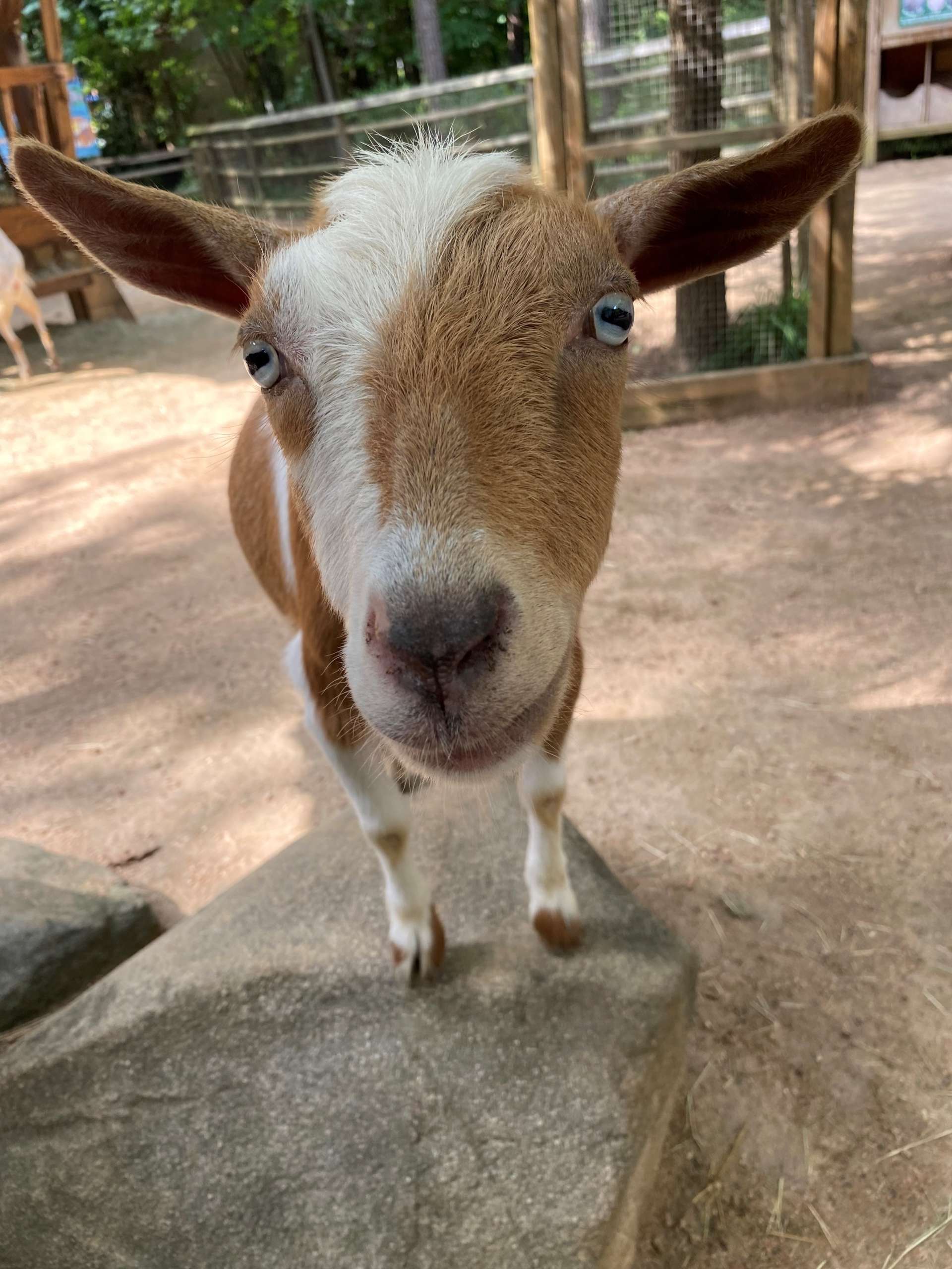 Goat myths and facts! - Zoo Atlanta