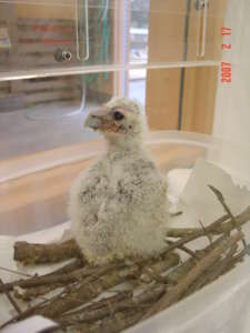a milky eagle owl chick is hand reared
