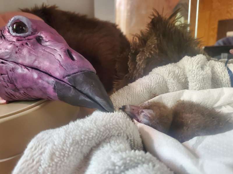 Bird Breeding Season Chicks Zoo Atlanta