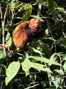 a golden lion tamarin sits in a tree