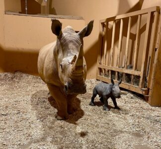 a mother rhino and rhino calf