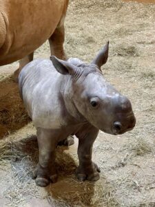 close up of a baby rhino