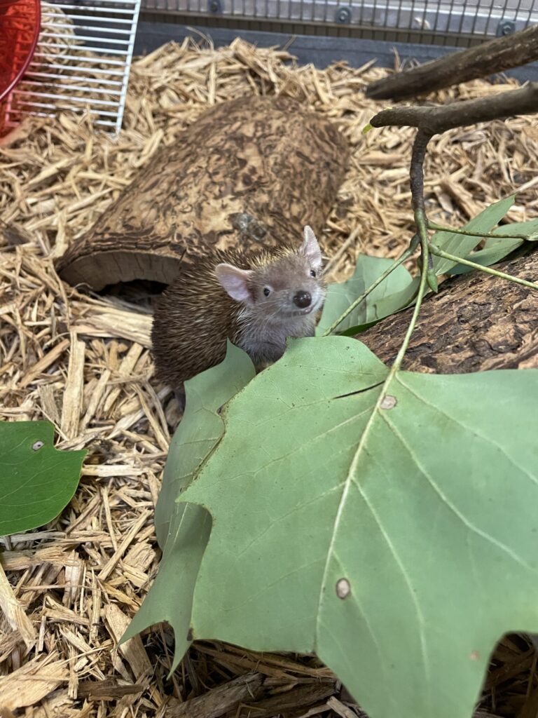 The cutest animals you've probably never heard of - Zoo Atlanta