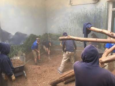 A group of six Zoo Keepers and Volunteers dig up mulch in an indoor panda viewing area in exchange for new mulch.