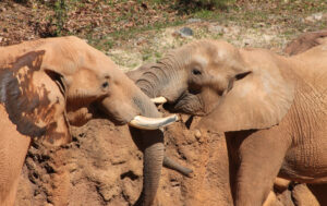 two elephants spar in their outdoor habitat