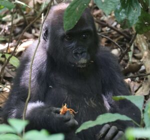 a juvenile gorilla in the wild