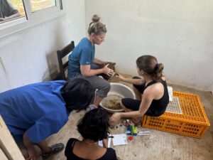 veterinarians examine a radiated tortoise