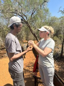 two vets examine a radiated tortoise