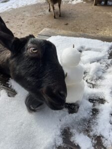 a goat stands next to a snowman
