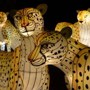 Hand-crafted Chinese lanterns depicting a group of cheetahs