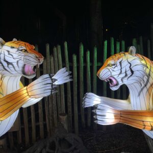 An illuminated lantern depicting two tigers.