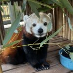 close up of a red panda