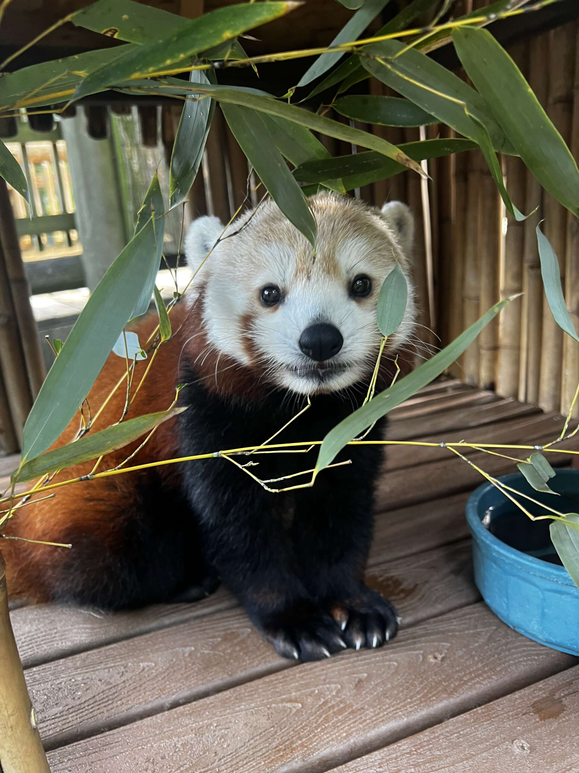 Zoo Atlanta may soon be the last place to see giant pandas in US