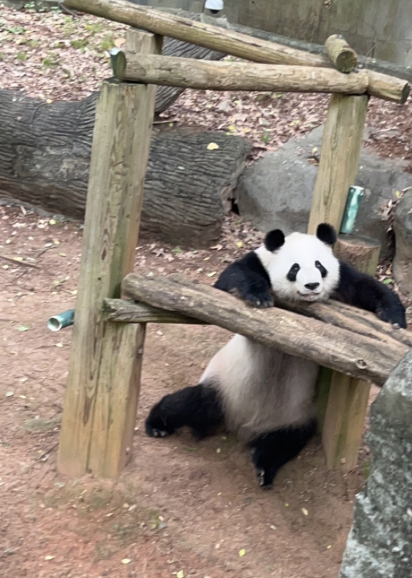 Panda Updates Thursday June 1 Zoo Atlanta   Image 15 