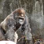 Ivan the gorilla in an outdoor habitat