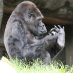 a close up photo of Ivan the gorilla