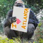 a gorilla holds up a sign that reads "I love Atlanta"