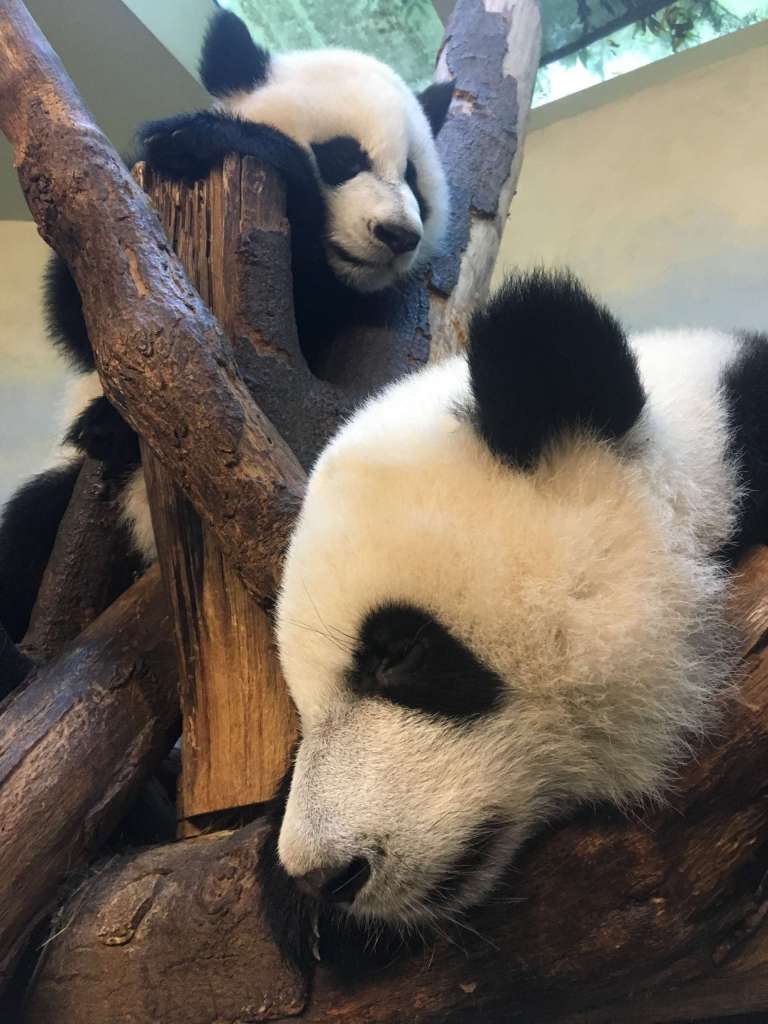 Panda Update Monday, July 24 Zoo Atlanta