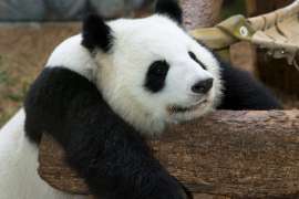 A panda rests it's arms and head on a log.