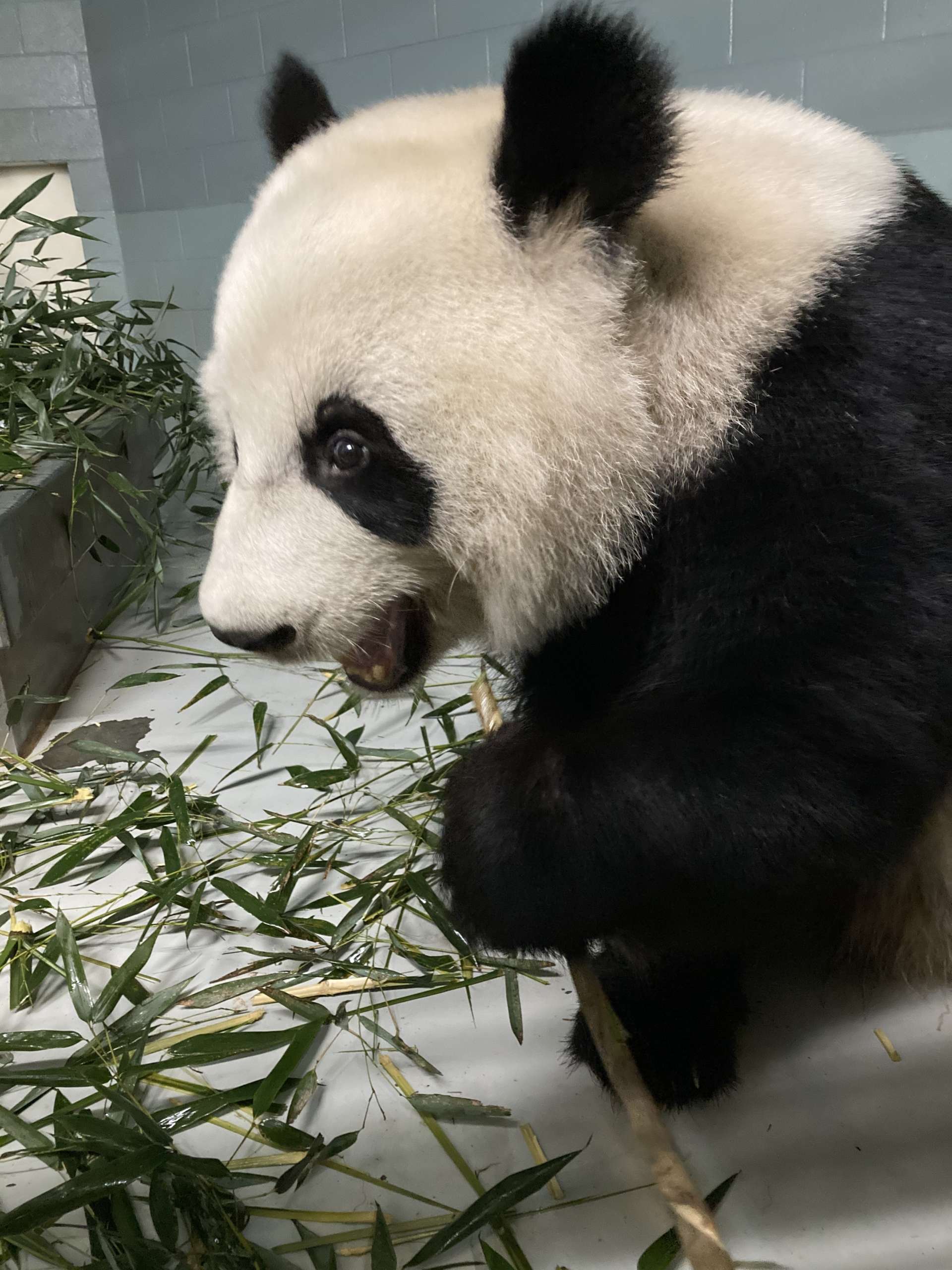 Panda Updates - Wednesday, June 2 | Zoo Atlanta