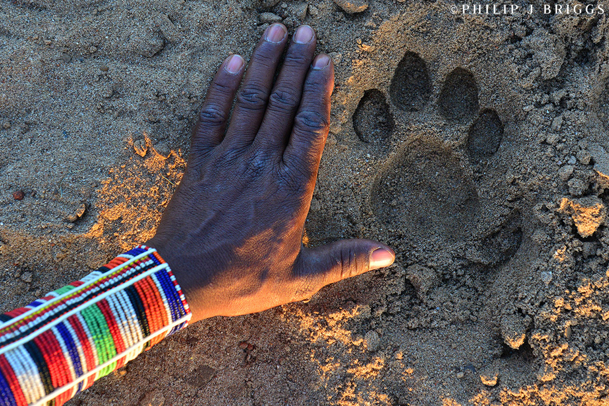Update from the field: Lion Guardians - Zoo Atlanta