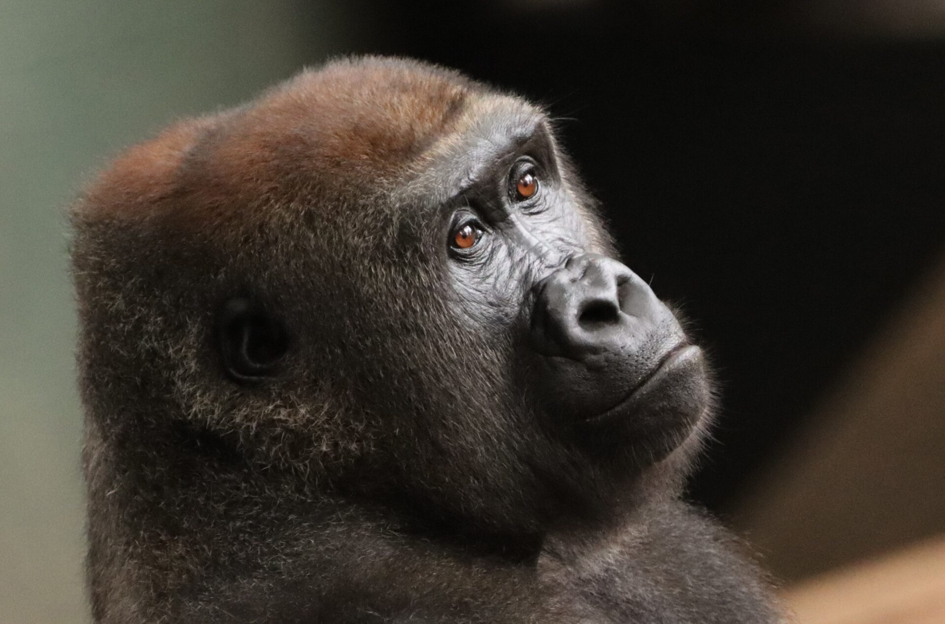 FIRST THREE GORILLAS HAVE ARRIVED AT SAN ANTONIO ZOO - Zoo Atlanta