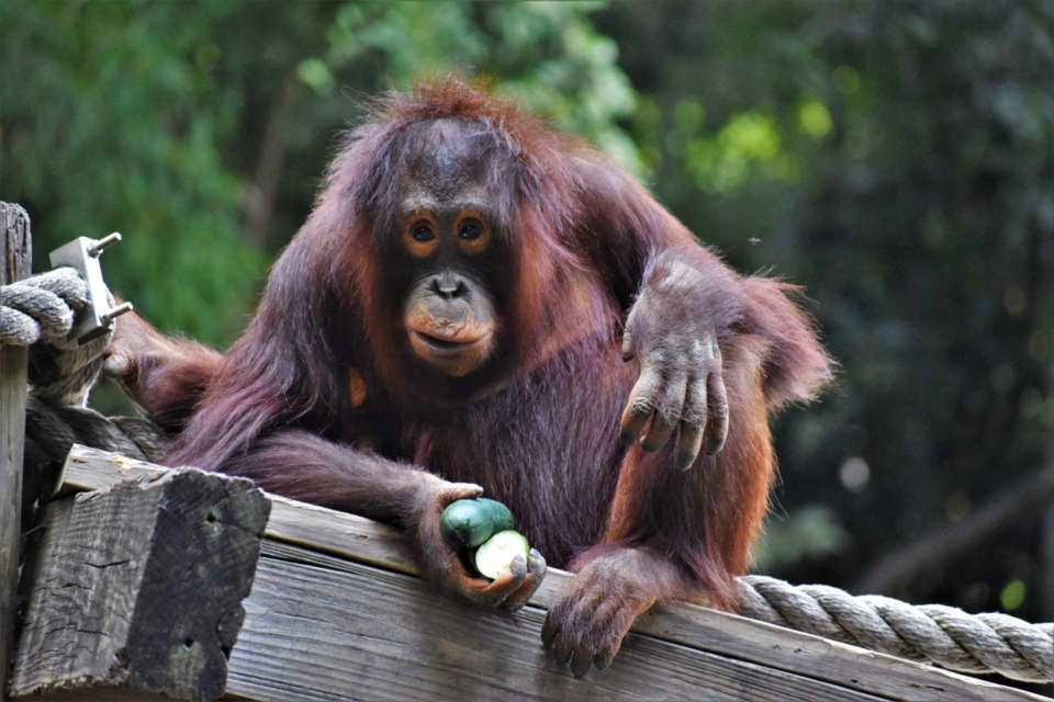 Research in the modern Zoo Zoo Atlanta