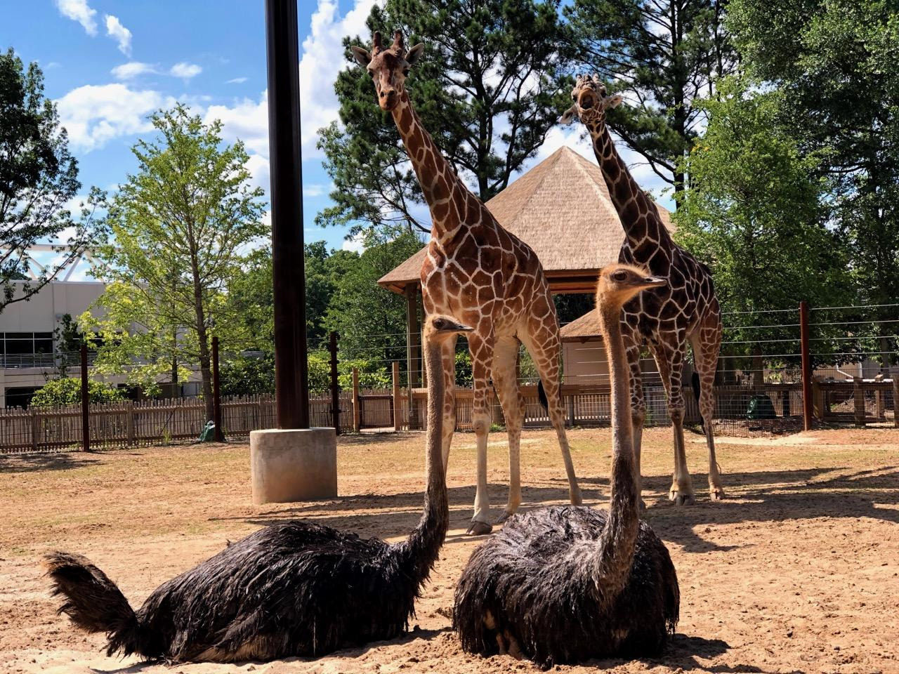 The Awesome Ostrich - Zoo Atlanta