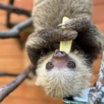 a sloth hangs upside down