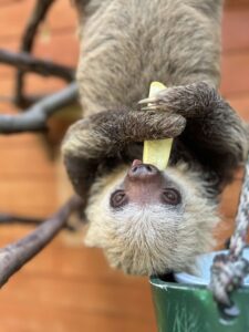 a sloth hangs upside down