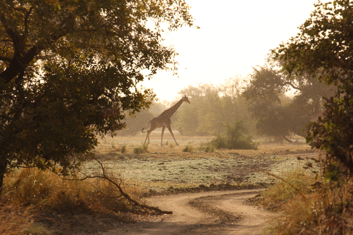 Update From The Field: Giraffe Conservation Foundation - Zoo Atlanta