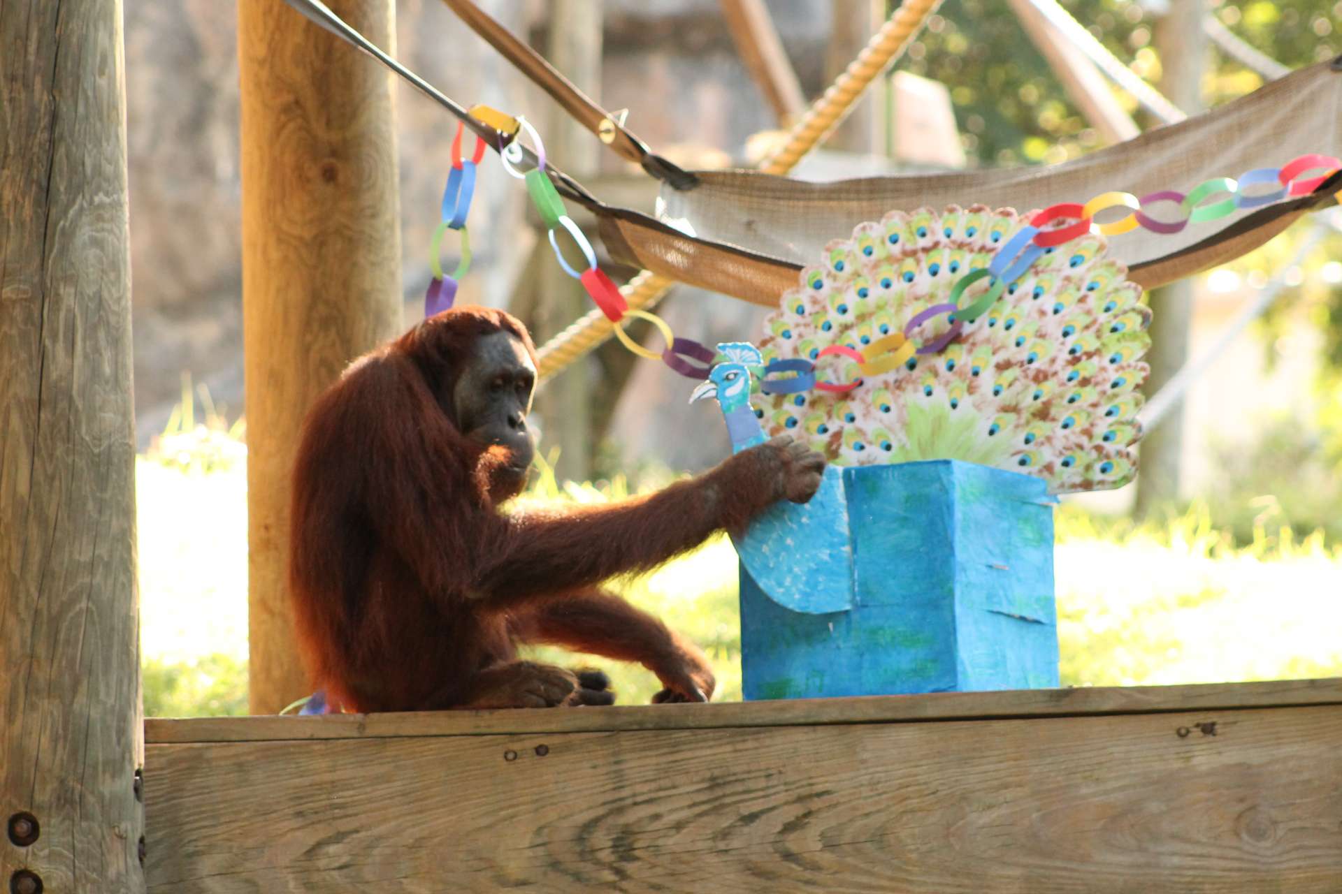 The wonderful world of orangutan enrichment - Zoo Atlanta