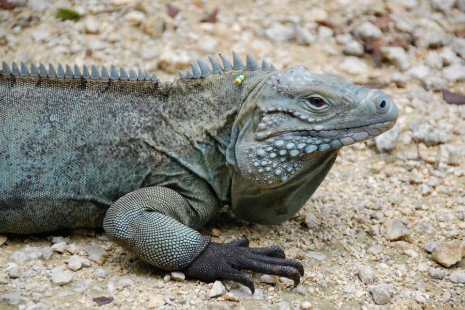 Iguanas! - Zoo Atlanta