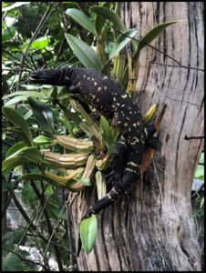Guatemalan beaded lizards: research discoveries 1 An adult Guatemalan beaded lizard