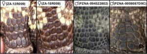 Guatemalan beaded lizards: research discoveries 2 Picture3