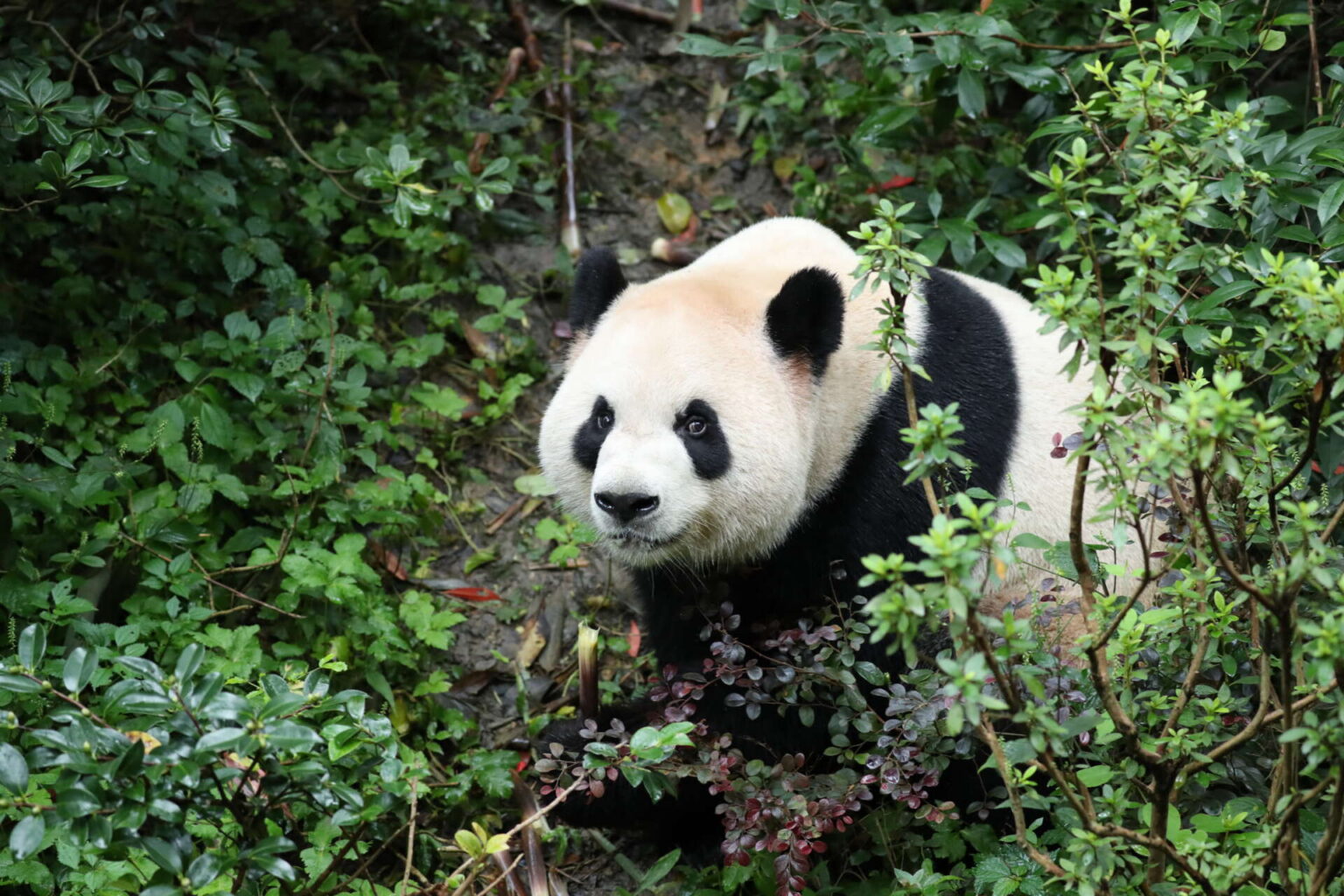 Giant panda Ping Ping sits on a leafy forest floor