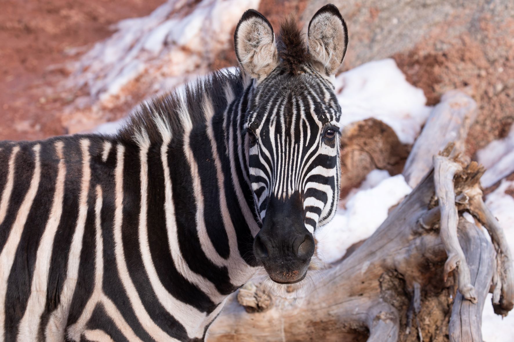 ZOO ATLANTA WELCOMES WEMBE THE PLAINS ZEBRA - Zoo Atlanta