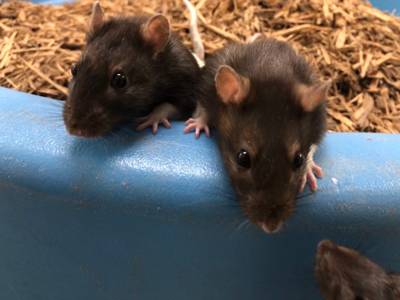 What is Wieland Wildlife Home? Zoo Atlanta