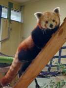 red panda Rose sits on a branch
