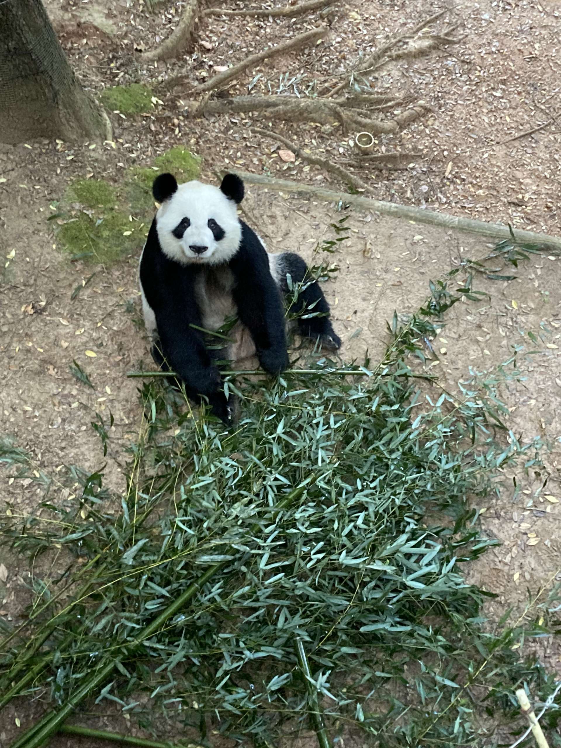 Panda Updates Monday September 13 Zoo Atlanta   Sept 13 2021 Trish J E3701CE1 0250 45DF 8BFB C3FF87077A19 