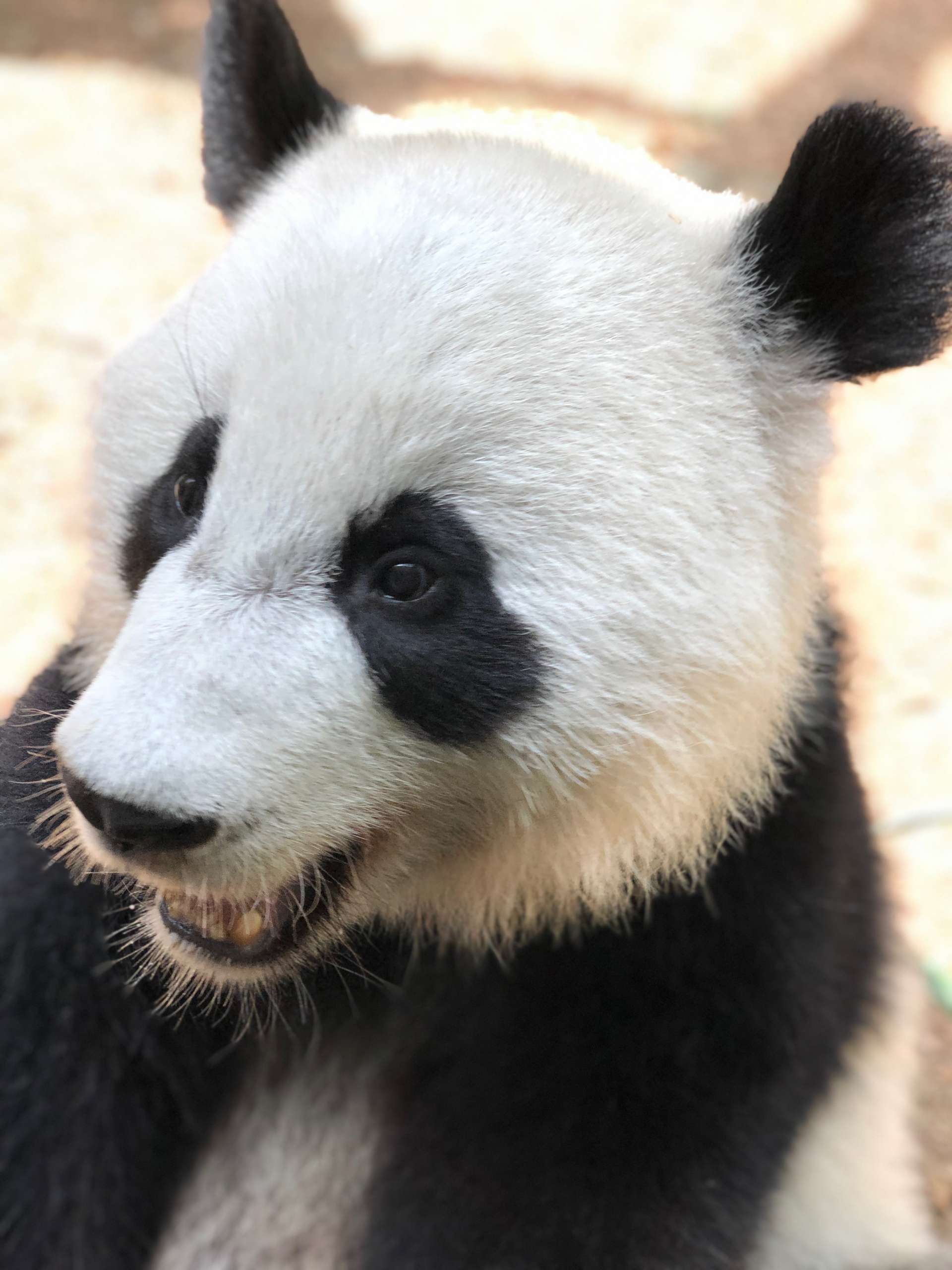 Panda Updates Friday, September 27 Zoo Atlanta